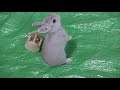 子うさぎが幼稚園児ぐらいの動画