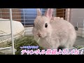 子うさぎが幼稚園児ぐらいの動画