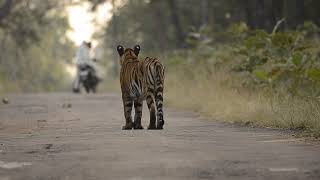 Have u ever seen a Tiger chase a bike??? What happened next?? Please read description.