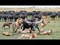 Real Confrontation Male Lion vs 200 Crazy Buffalo Lion vs Buffalo