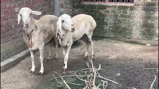 7797624058 turki dumba farm kaliachak turki dumba farm malda turki dumba farm Animal  Sheep malda we