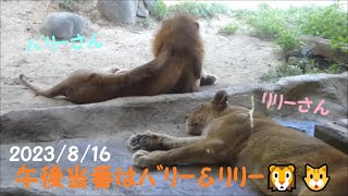 【ライオン】午後当番はバリー＆リリー🦁🐱　2023/8/16　とべ動物園