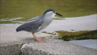 ササゴイの素早い魚とり2017淀川左岸