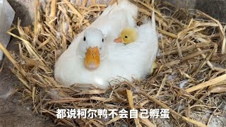 谁说柯尔鸭不会自己孵蛋？小鸭子都被它孵出来了