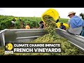 WION Climate Tracker: High temperatures boost grape maturity, wines may become different