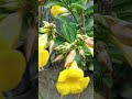 Allamanda flowers || Yellow Allamanda flowers || how to grow Allamanda #shorts #allamanda #flowers