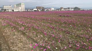 高知市のコスモス畑が絶好の見頃（11月27日）