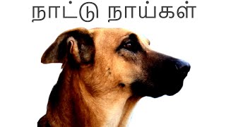 Tamil Nadu Dog Breeds | தமிழ்நாட்டின் தலைசிறந்த  நாட்டு நாய்கள் | Storyboard | தமிழ்