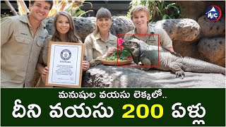 మనుషుల వయసు లెక్కలో.. దీని వయసు 200 ఏళ్లు | Longest Living Iguana World Record | Mic Tv news