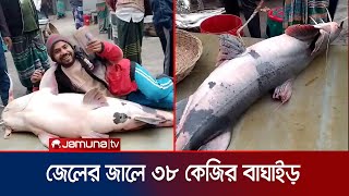 যমুনায় জেলের জালে ৩৮ কেজির বাঘাইড়, ৪৮ হাজারে বিক্রি | Big Fish | Tangail | Jamuna TV