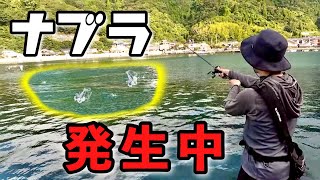 釣り場に着いたらナブラ発生したんでド真ん中に投げ込んでみた。