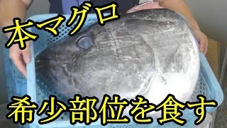 【微グロ】本マグロの頭肉・ほほ肉をさばく　切れ味抜群の筋引包丁１本でマグロの頭を初挑戦。【魚さばき】【包丁研ぎ】