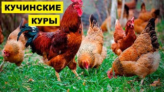 Разведение кур Кучинской породы как бизнес идея | Кучинские куры