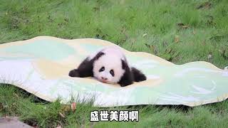 今天奇三妹展出好多围观吃瓜群众啊#panda #cute #zoo #animals