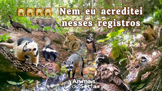 REGISTREI MUITOS ANIMAIS RAROS E DIFÍCEIS DE SEREM VISTOS NA CAATINGA