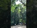 【京都を歩く】下鴨神社の糺の森