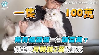 【稀有緬因貓一隻破百萬？ 飼主曝月開銷2萬網驚呆】｜@ChouMUKBANG