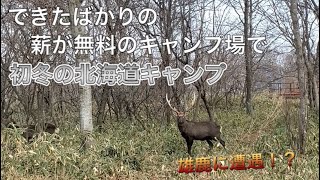 【北海道キャンプ＃8】立派な角を持ったでっかい雄鹿と遭遇！？　ブウベツの森キャンプ場