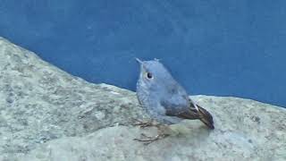 Female Plumbeous Redstart_low chirping on the river rock.