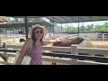 part 2 sriayutthaya lion park thailand