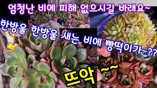 걸이대 다육이 긴장마에 틈새 도둑비에 빵떡이 된 살루군생 ~😂🍀 나머지 소량관수한 다육이는 상태 양호~😆