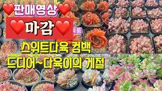 ❤️마감❤️ 감사합니다 🎉떳다🎉스위트다육 판매영상😍##다육식물#다육#다육키우기