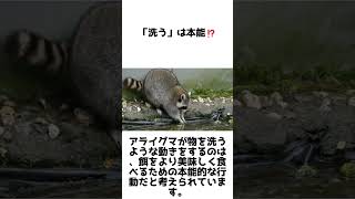 器用すぎる手で大活躍！アライグマの秘密5選#動物雑学 #shorts #1分雑学 #アライグマ #animals