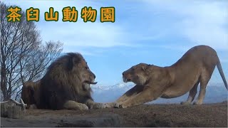 【茶臼山動物園】仲良しなライオンの夫婦の日常