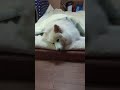 布団を干したらこんなになっちゃった。 犬のいる暮らし 犬