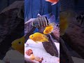 colourfulfish dailyshorts coloful fishaquarium breedingtank parrotfishtank fish