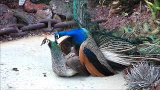Peacock Mating 13