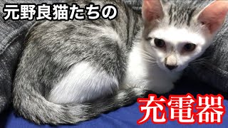 保護した元野良猫たちが求める安らぎの場所とは…