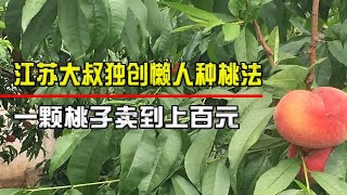 江苏大叔独创懒人种桃法，成功种出桃王，一颗桃子卖到上百元！