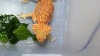 Bearded dragon eat mulberry