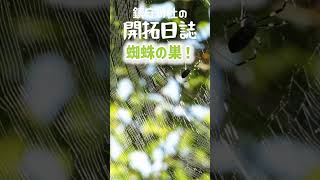 蜘蛛の巣！鎮守の杜の開拓日誌_short_109 #花 #山さんぽ #山歩き