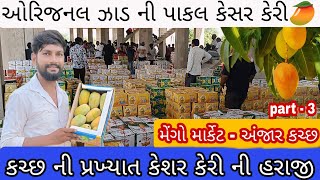 Kesar Mango !! કેસર કેરી ની હરાજી !! કચ્છ ની પ્રખ્યાત કેશર કેરી !! Kutch Famous Mango