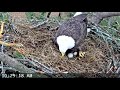 berry college eagles~mom is rolling the eggs~10 27 am 2019 02 16