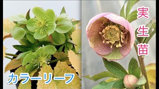 【暖冬・1月】クリスマスローズ植え付けたでʕ•ᴥ•ʔ☕️【実生苗・カラーリーフ・原種系】