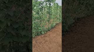 Organic Parwal #farming #organicfarming #shorts