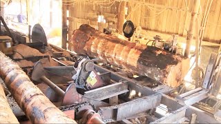 Sawing a large, forked red oak and several more logs #139