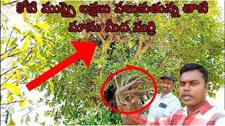 కోటి ముప్పై లక్షలు పలుకుతున్న తాటి మాను మీద మర్రి