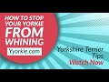 Is Your Yorkie Whining Too Much? | This Is How To Stop Yorkies From Constant Whining