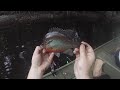 big redbreast and bluegills on the satilla river