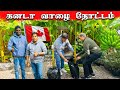 🇨🇦 கனடா தமிழரின் குலைபோட்ட வாழை 🌴 ! Banana Tree in Toronto canda !  Jaffna  youtubers | Tamil  Vlog