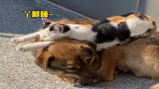 猫：金窝银窝不如自己的狗窝