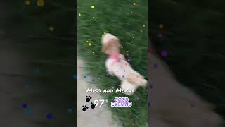 2024Aug20 House 🏡 of fur: Miso the Tabby Cat 🐱 \u0026 Mochi MaltiPoo-Evening Walk