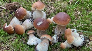 เห็ดผึ้งหวาน Boletus edulis 🇳🇴Steinsopp 🇸🇪 Karl_Johan (ตัดต่อใหม่ให้ดูอีกครั้ง)