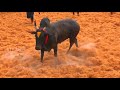 போட்டியில் எங்கேயும் பிடிபடாத காளைகள் highlights of jallikattu 2020 utv tamil