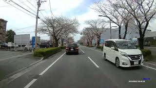 熊本市「平成さくら通り」桜並木（五分咲き～満開）