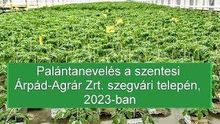 Palántanevelés a szentesi Árpád-Agrár Zrt. szegvári telepén, 2023-ban